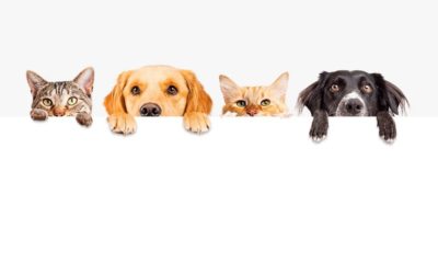 Los Seguros y las Mascotas